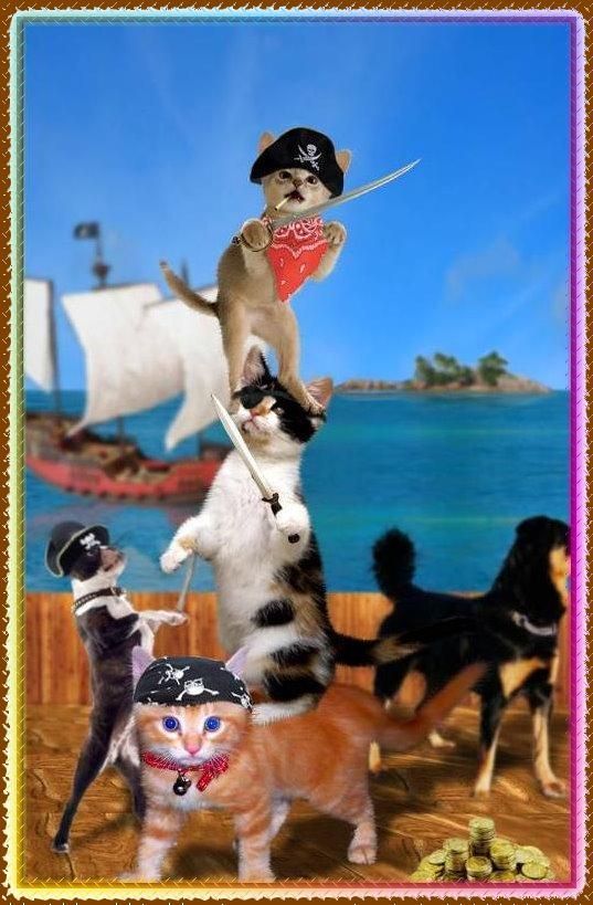 chats pirates